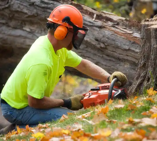 tree services Blue Ash